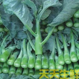 菜心和芥蘭的區(qū)別(圖2)