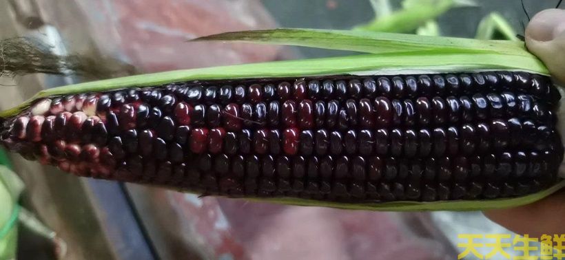 廣州農(nóng)產(chǎn)品配送告訴你，常見玉米的品種有哪些？(圖2)