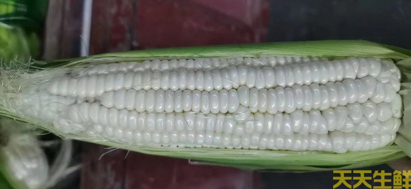 廣州農(nóng)產(chǎn)品配送告訴你，常見玉米的品種有哪些？(圖3)