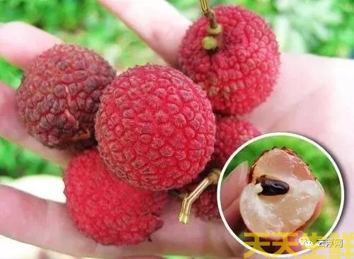 荔枝的品種有哪些？廣州蔬菜配送公司科普(圖13)