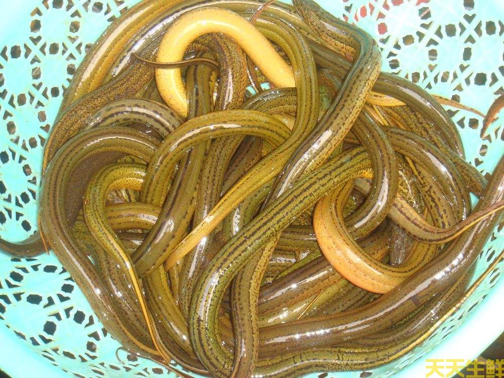 天氣炎熱吃什么好？廣州蔬菜配送公司推薦你8種食材(圖8)